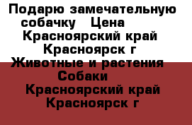 Подарю замечательную собачку › Цена ­ 100 - Красноярский край, Красноярск г. Животные и растения » Собаки   . Красноярский край,Красноярск г.